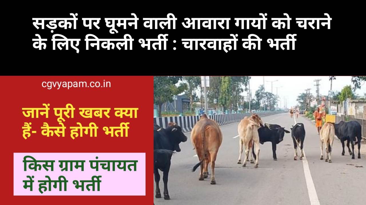 Recruitment started to feed the stray cows roaming on the streets